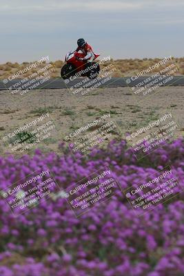 media/Jan-14-2023-SoCal Trackdays (Sat) [[497694156f]]/Turn 14 Exit Bloomig (145pm)/